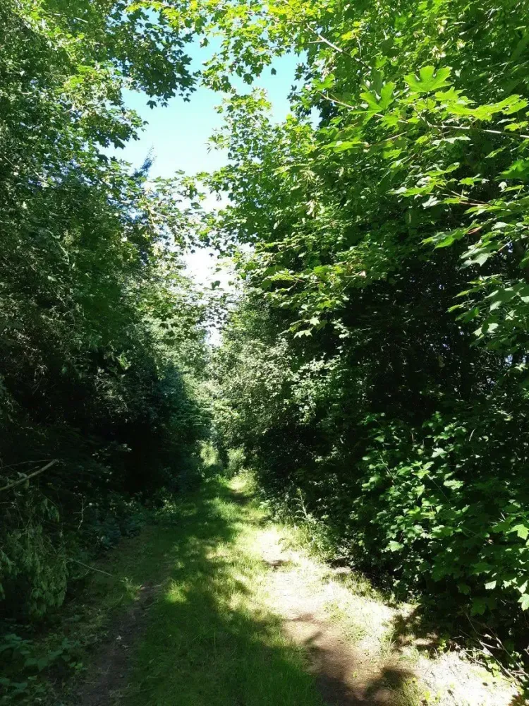 Débroussaillage à Mesnil-Saint-Nicaise